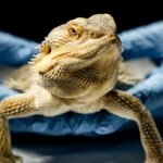 Exotic vet in Tucson — bearded dragon held in gloved hands during an exam