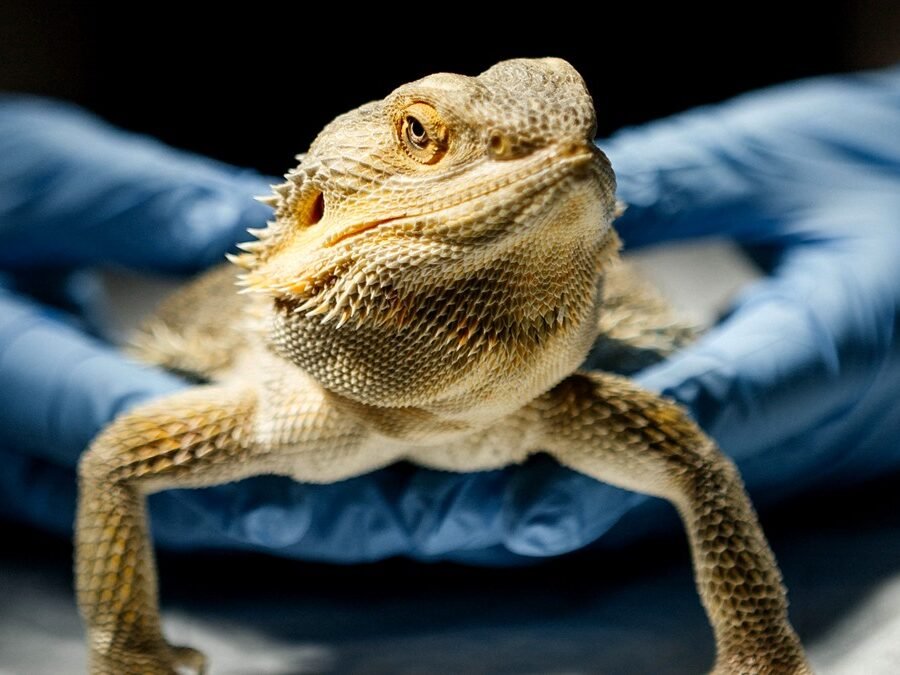 Exotic vet in Tucson — bearded dragon held in gloved hands during an exam