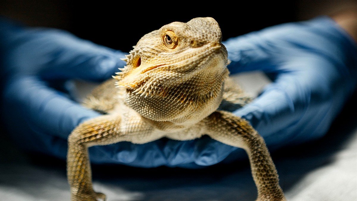 Exotic vet in Tucson — bearded dragon held in gloved hands during an exam