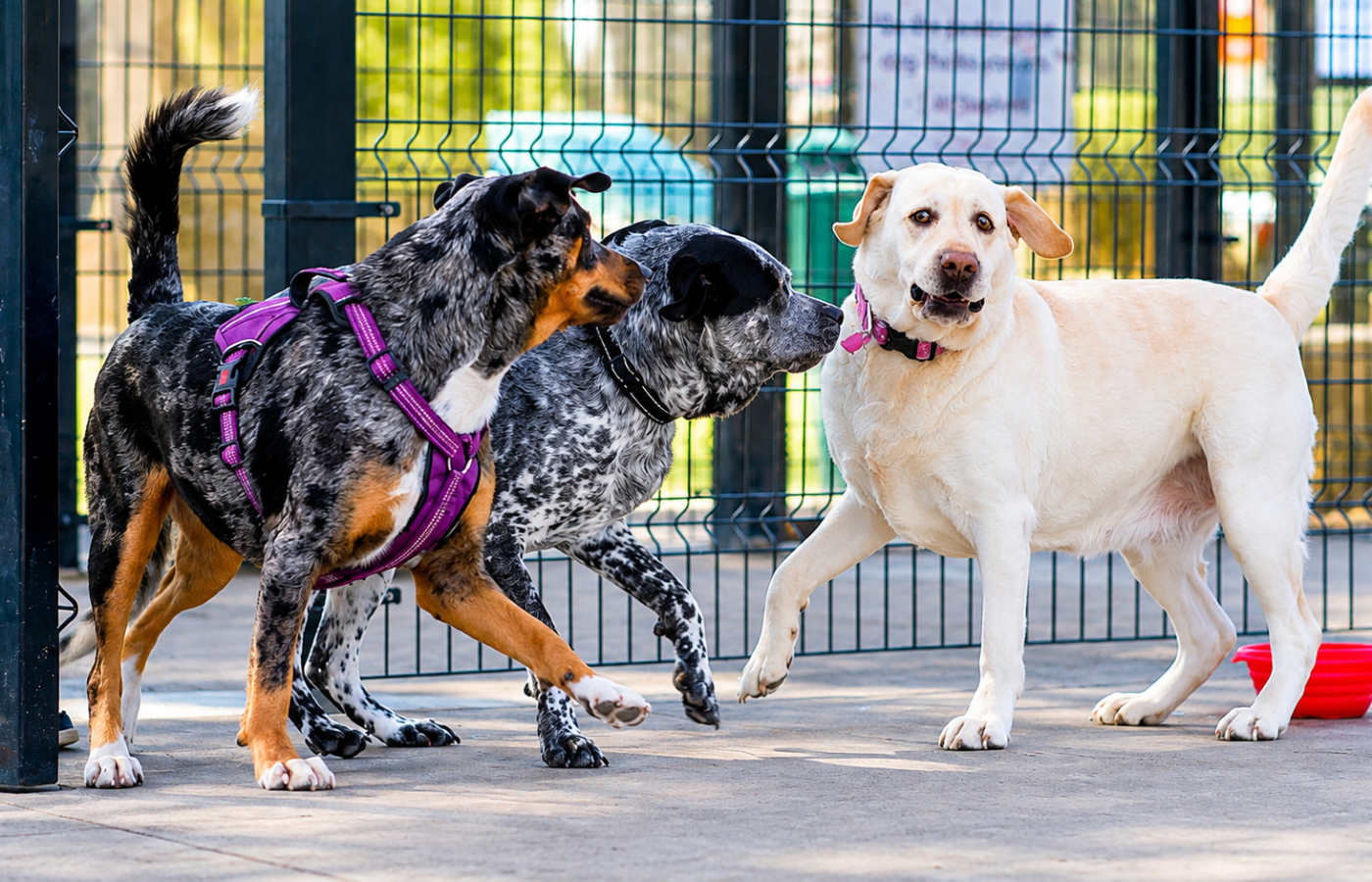 Chisholm Creek Pet Resort — dog playing in an outdoor supervised area