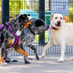 Chisholm Creek Pet Resort — dog playing in an outdoor supervised area