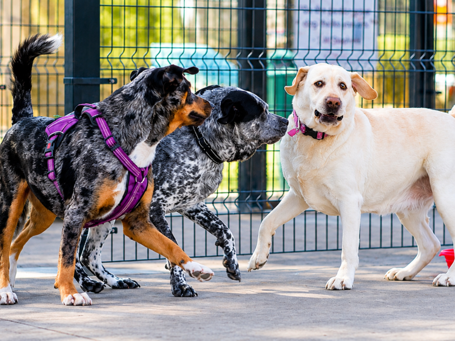 Chisholm Creek Pet Resort — dog playing in an outdoor supervised area