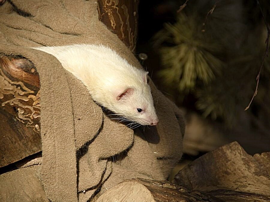 Ferret steals and hides things — white ferret nestled in soft fabric