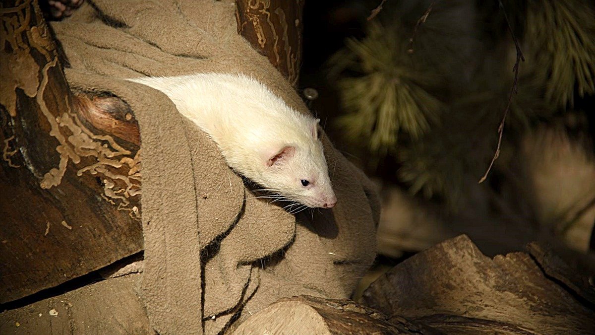 Ferret steals and hides things — white ferret nestled in soft fabric