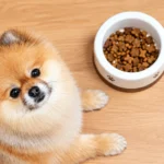 Nutrish Just 6 dry dog food served in a bowl beside a dog