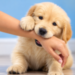 How to stop a puppy from biting — training guide graphic with chew toy