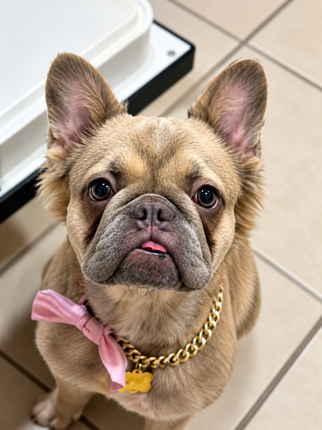 French Bulldog and Pomeranian mix puppy sitting on grass with pointed ears and a short snout