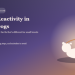 Leash reactivity in small dogs — small dog barking and pulling on leash