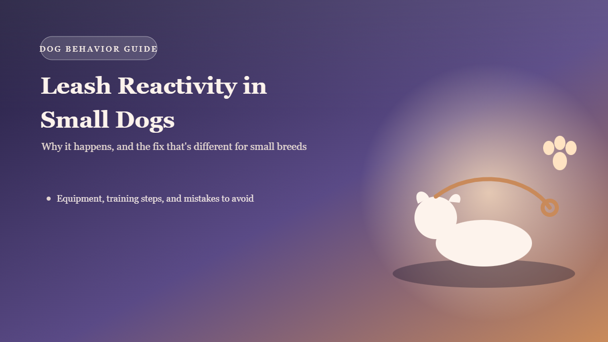 Leash reactivity in small dogs — small dog barking and pulling on leash
