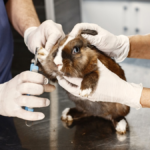 Exotic pet vet in Rockford — veterinarian examining a reptile