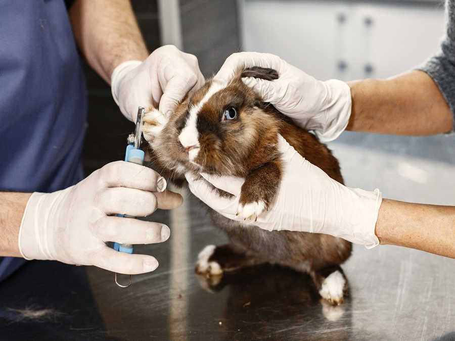 Exotic pet vet in Rockford — veterinarian examining a reptile