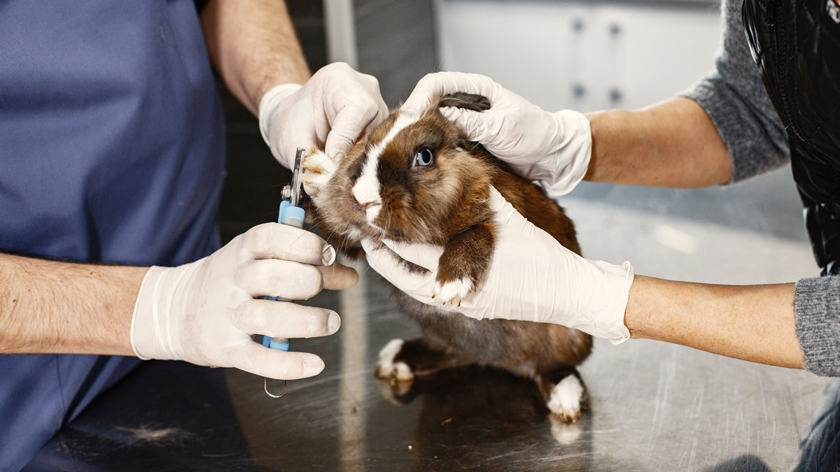 Exotic pet vet in Rockford — veterinarian examining a reptile