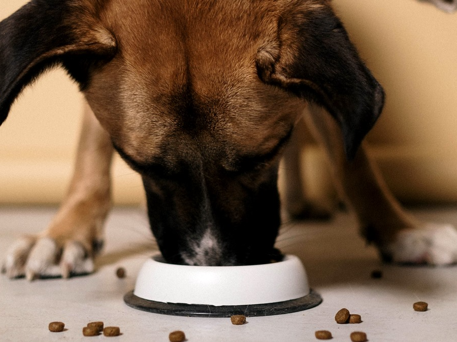 4Health dog food review — bag of dry dog food on a store shelf