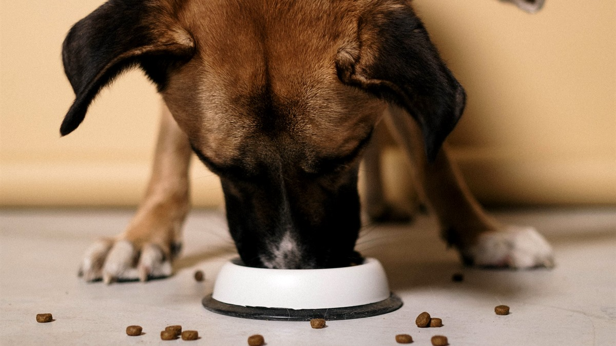 4Health dog food review — bag of dry dog food on a store shelf