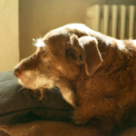 Separation anxiety in senior dogs — older dog waiting anxiously by a door