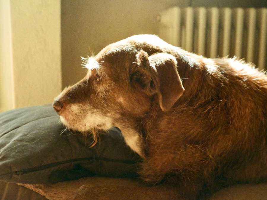 Separation anxiety in senior dogs — older dog waiting anxiously by a door