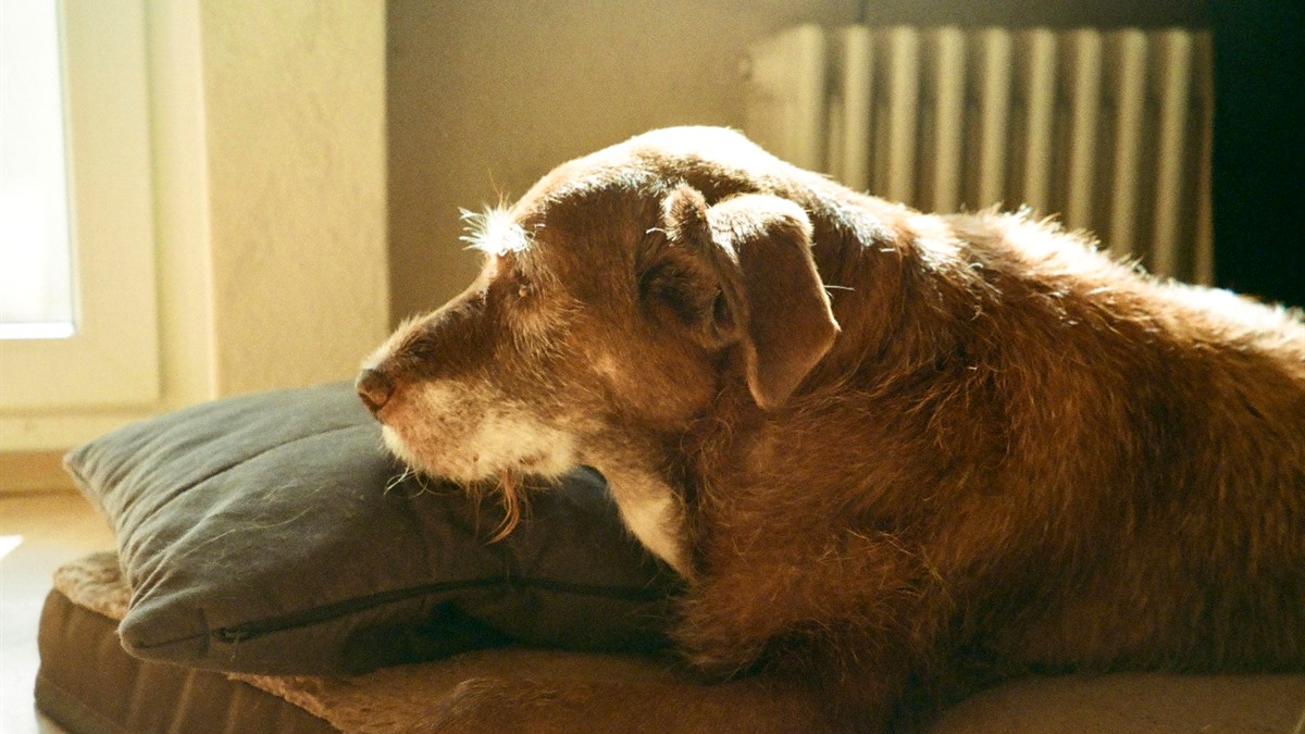Separation anxiety in senior dogs — older dog waiting anxiously by a door