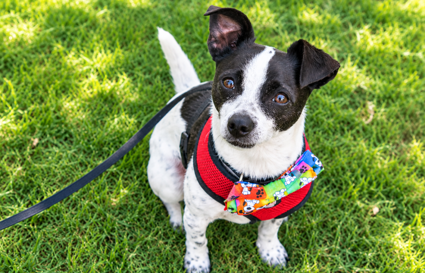 Rat Terrier Blue Heeler mix dog with black-and-white ticked coat sitting on grass in a red harness