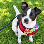 Rat Terrier Blue Heeler mix dog with black-and-white ticked coat sitting on grass in a red harness
