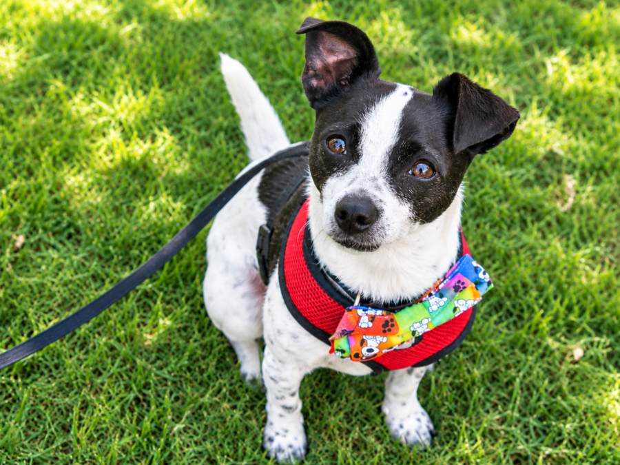 Rat Terrier Blue Heeler mix dog with black-and-white ticked coat sitting on grass in a red harness