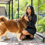Pet boarding kennels in Shreveport — dog resting in a boarding suite