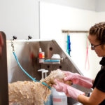 How often to bathe a dog with allergies — dog being bathed with medicated shampoo