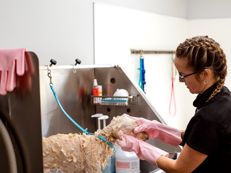 How often to bathe a dog with allergies — dog being bathed with medicated shampoo