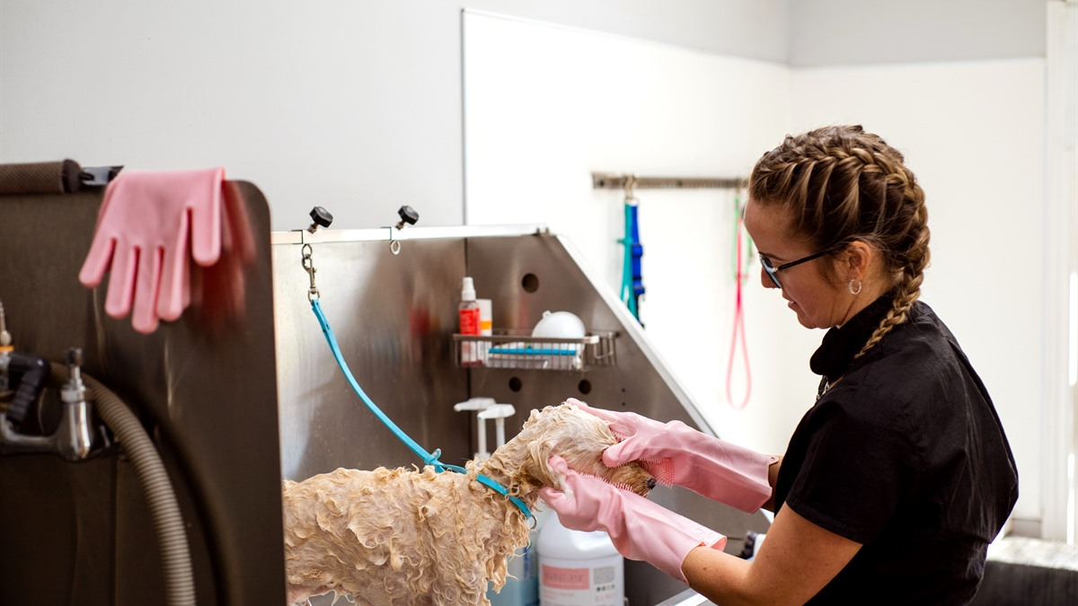 How often to bathe a dog with allergies — dog being bathed with medicated shampoo