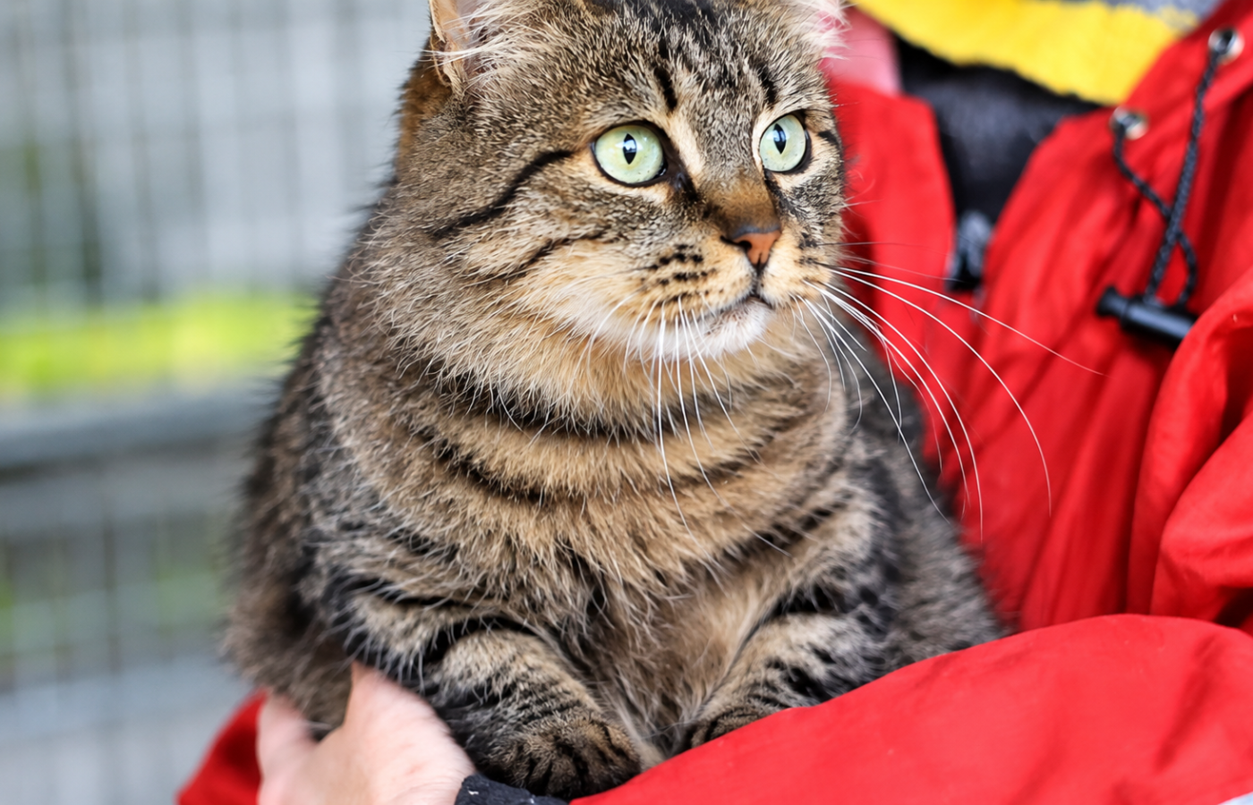 Loving Care Cat Rescue — foster cat waiting for adoption