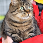 Loving Care Cat Rescue — foster cat waiting for adoption