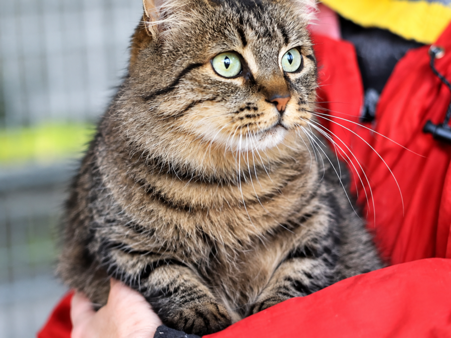 Loving Care Cat Rescue — foster cat waiting for adoption