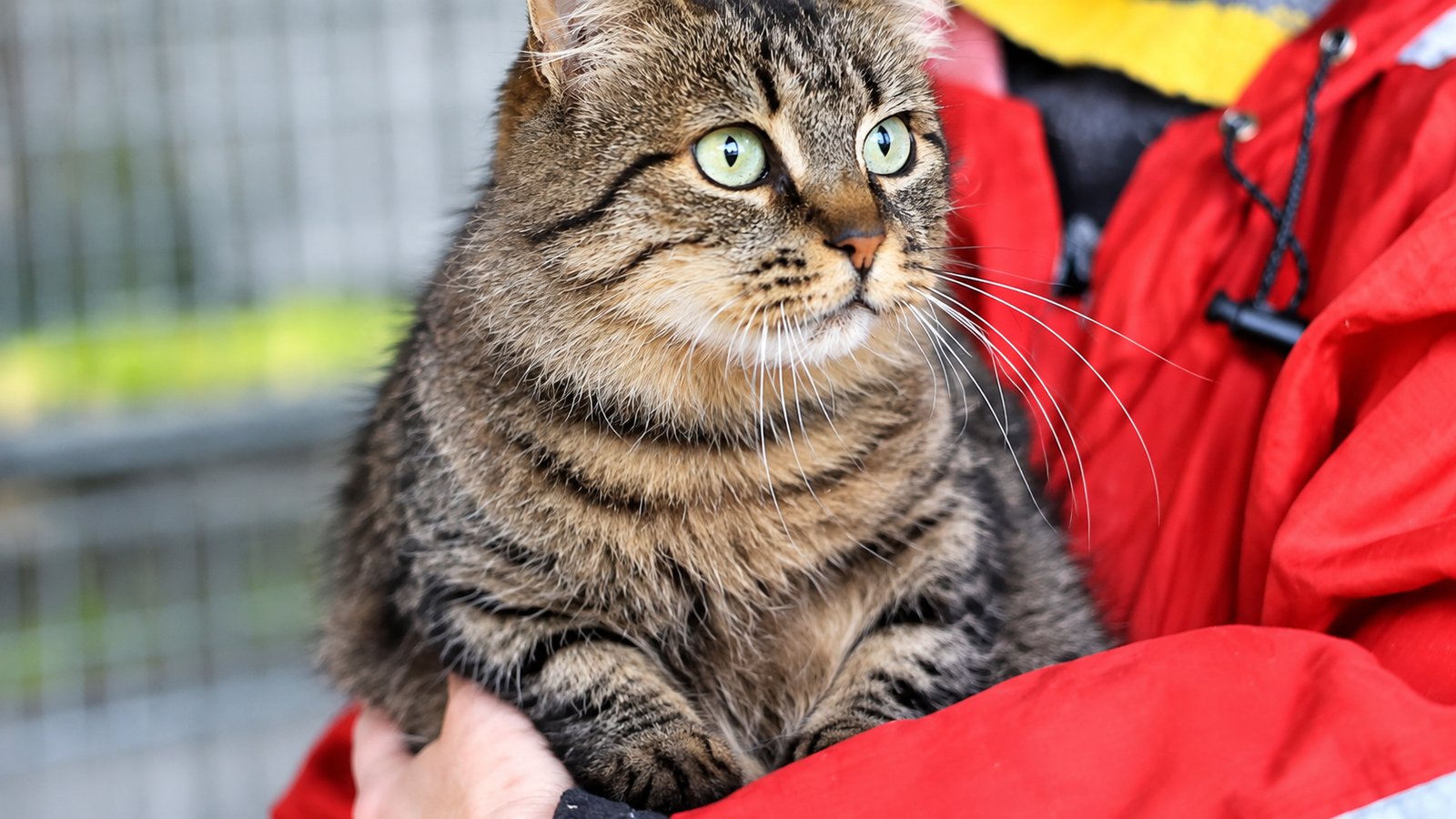 Loving Care Cat Rescue — foster cat waiting for adoption