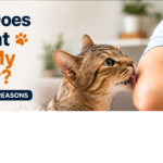 why does my cat lick my elbow