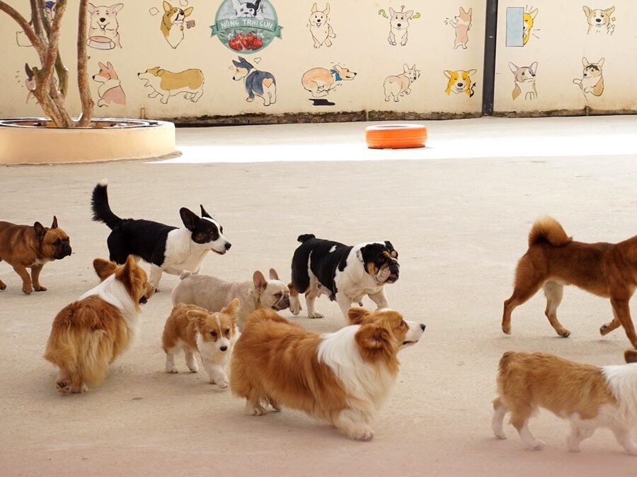 Katie's Kennel Omaha — dog playing in an outdoor boarding yard