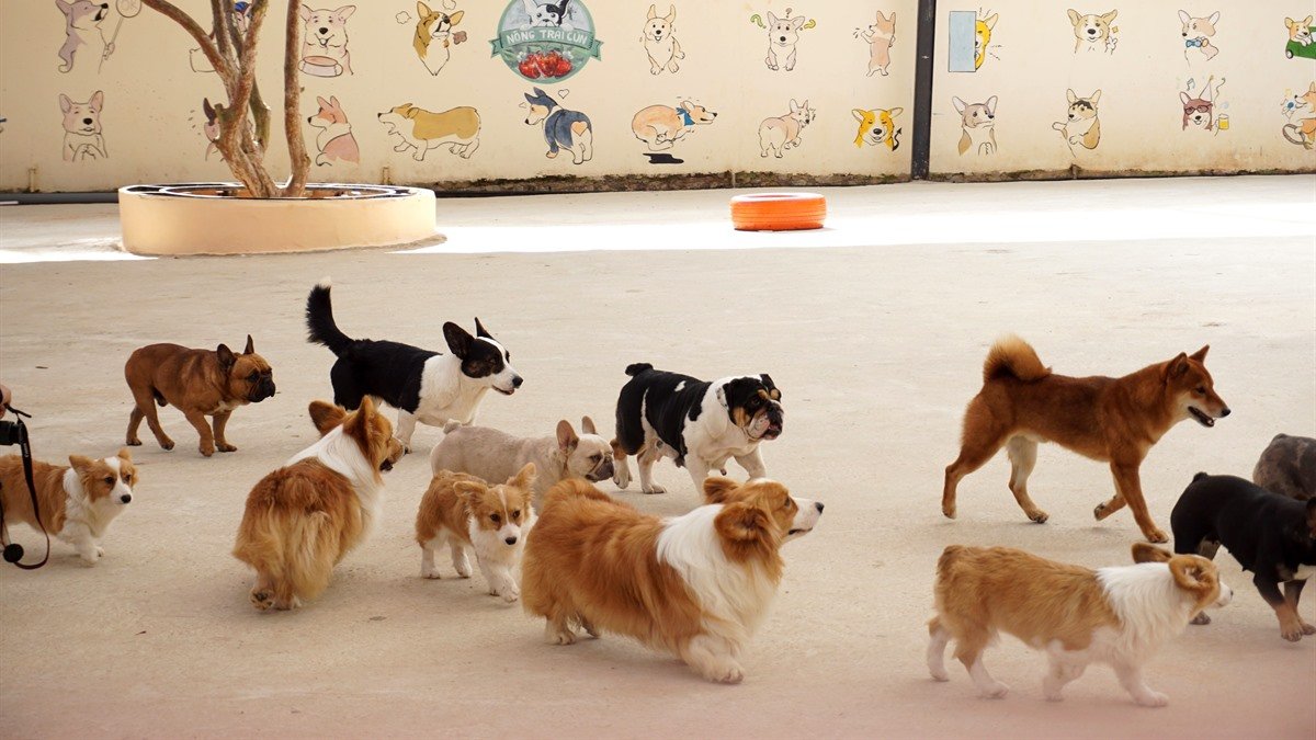 Katie's Kennel Omaha — dog playing in an outdoor boarding yard
