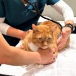 orrisville Cat Hospital — veterinarian gently examining a cat