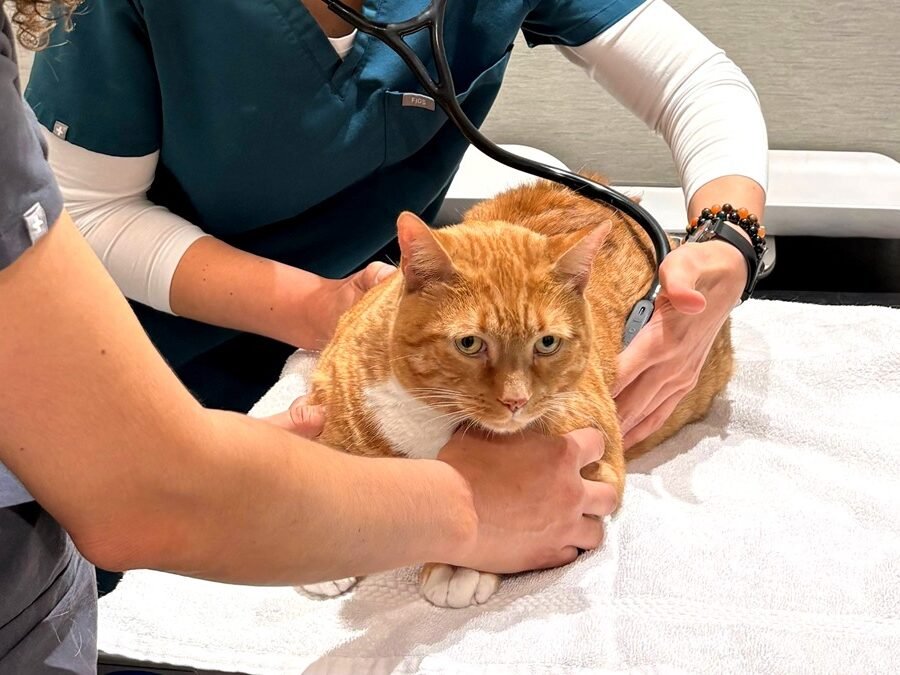 orrisville Cat Hospital — veterinarian gently examining a cat