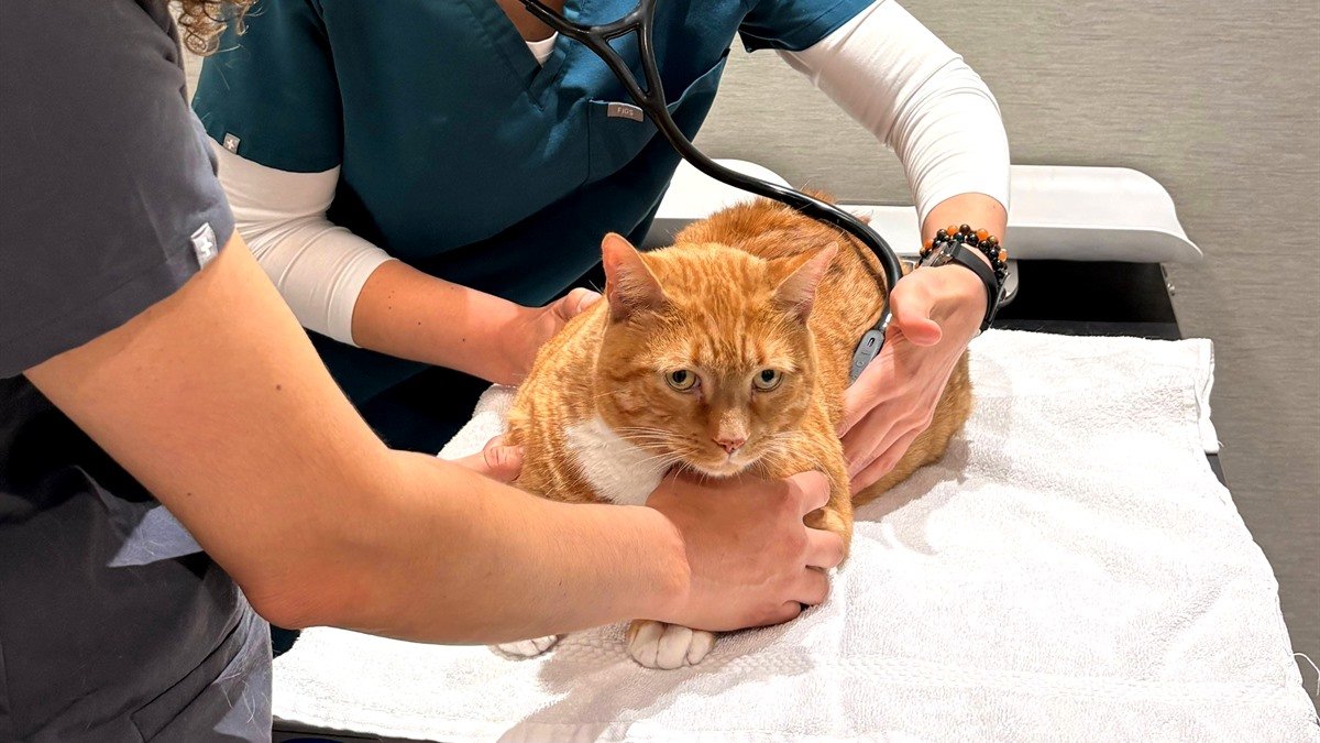 orrisville Cat Hospital — veterinarian gently examining a cat