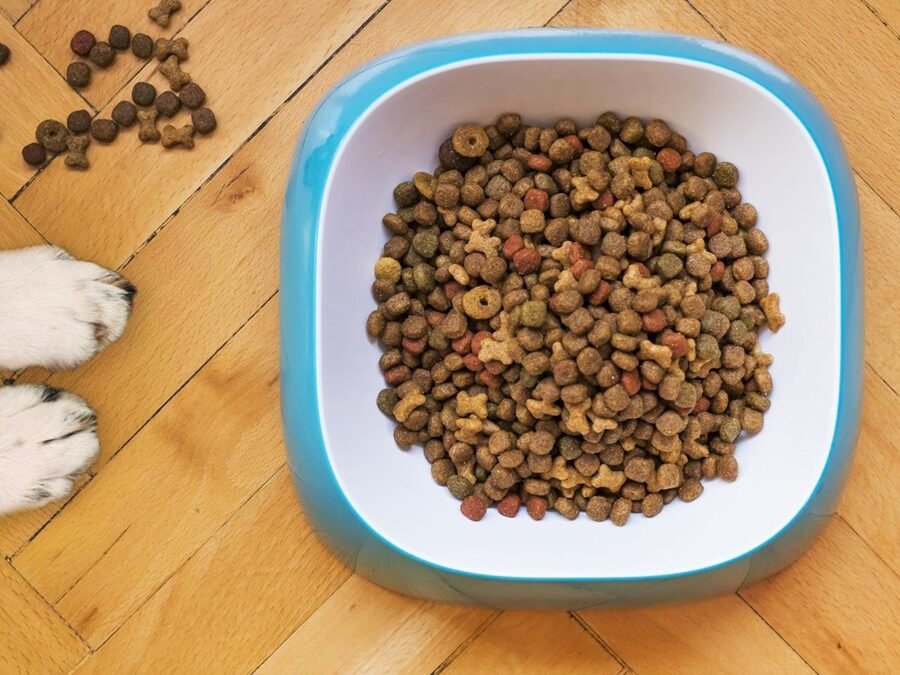 Dog Food & Nutrition
