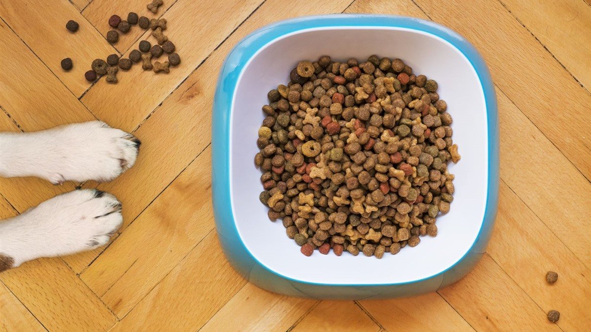 Nature's Logic Sardine Meal Feast dry dog food kibble in a bowl beside a dog's paws