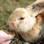 Oxbow Essentials rabbit food — brown and white rabbit nibbling food from a person's hand