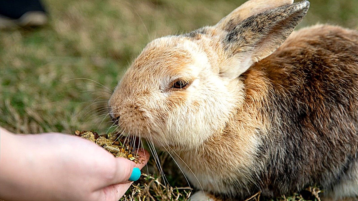 Oxbow Essentials rabbit food — brown and white rabbit nibbling food from a person's hand