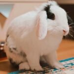 Rabbit licks the carpet — white lop-eared rabbit sitting beside a patterned carpet