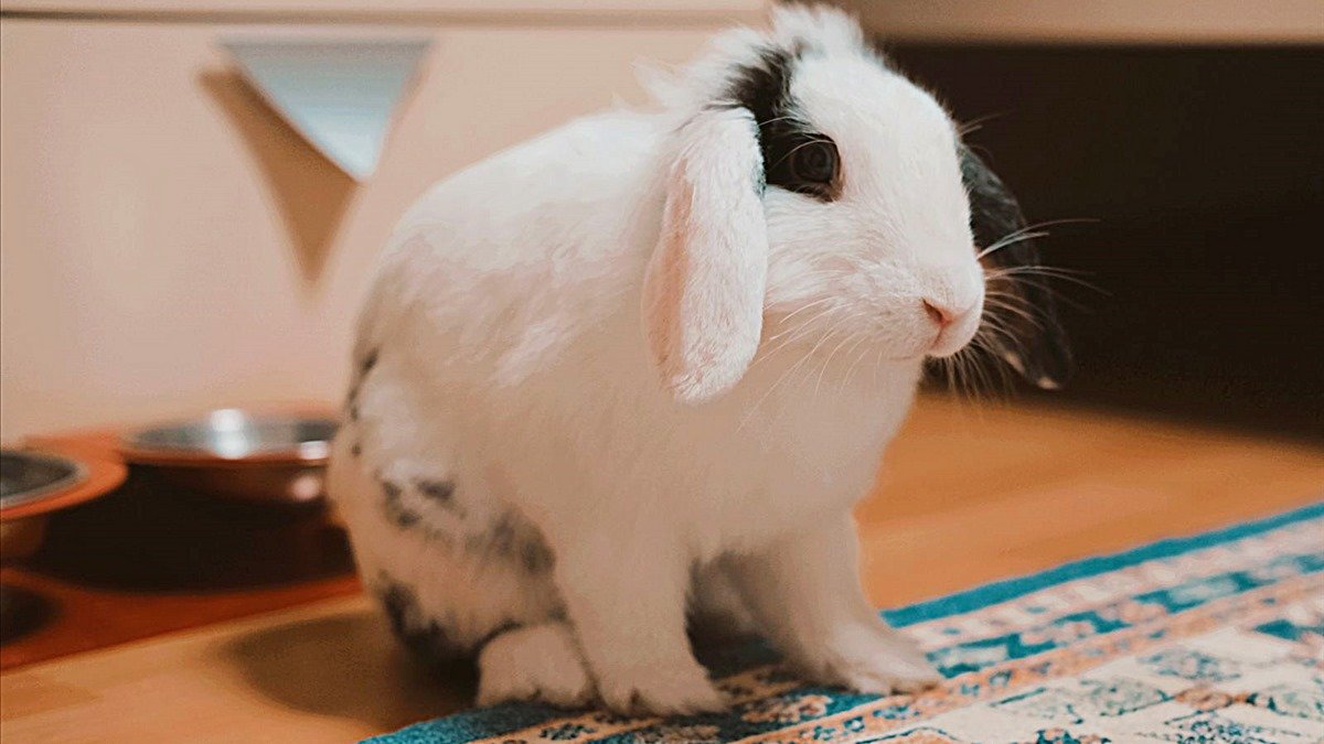Rabbit licks the carpet — white lop-eared rabbit sitting beside a patterned carpet