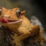 Repashy Crested Gecko Diet — orange crested gecko licking its lips while perched on a branch