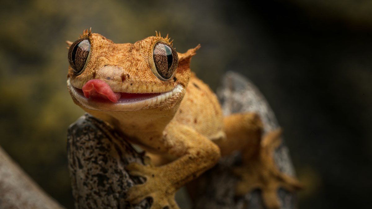 Repashy Crested Gecko Diet — orange crested gecko licking its lips while perched on a branch