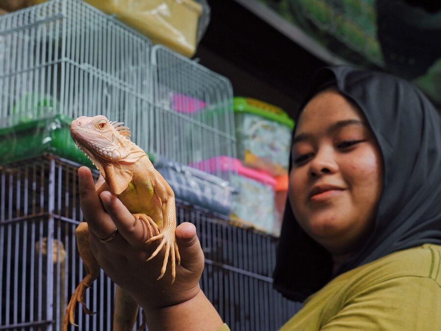 Reptile store in Portland — shopper holding an iguana beside stacked pet cages