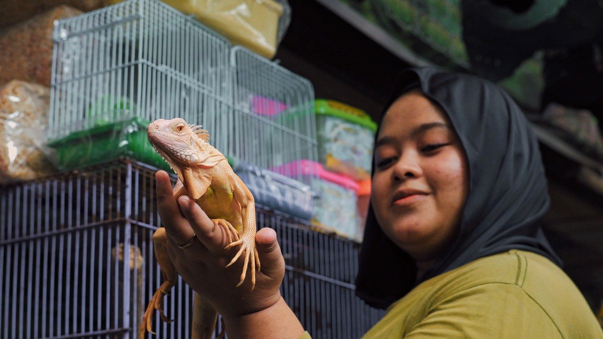 Reptile store in Portland — shopper holding an iguana beside stacked pet cages
