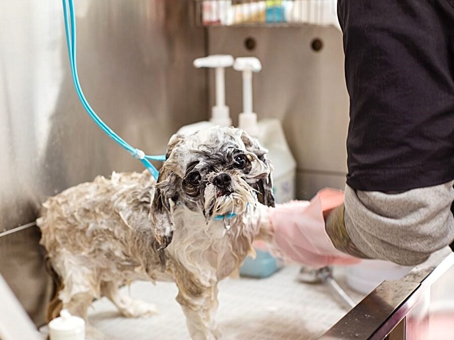 Self-serve dog wash in Wichita — soapy Shih Tzu being washed in a raised wash tub
