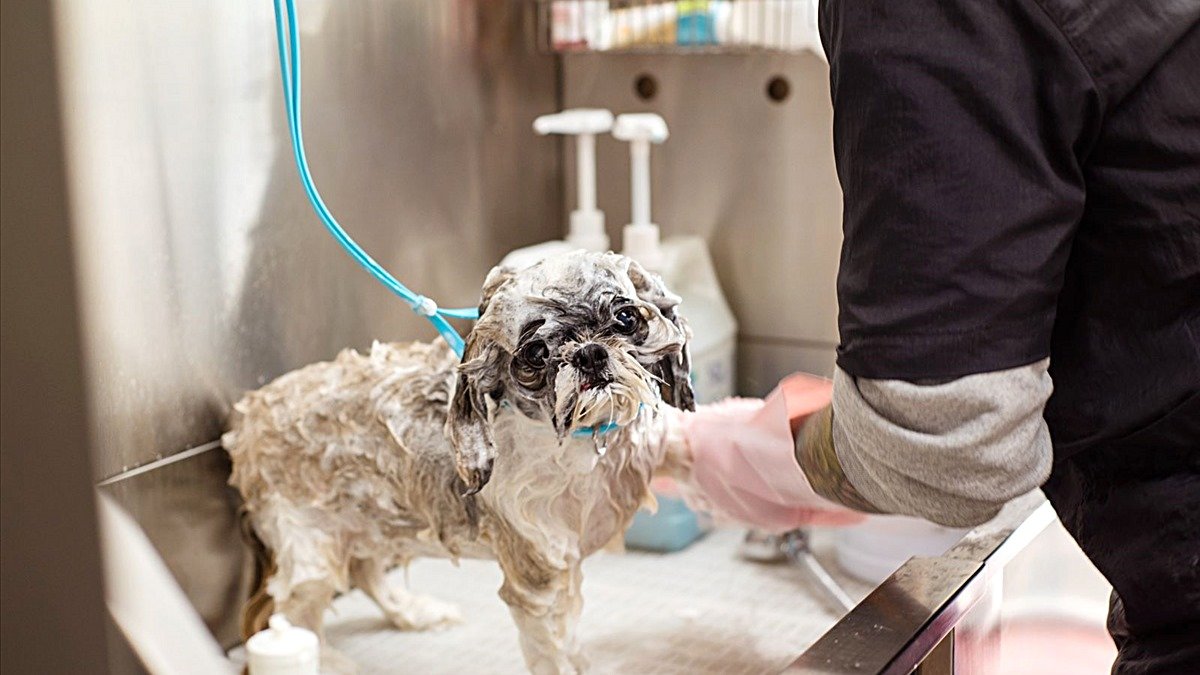 Self-serve dog wash in Wichita — soapy Shih Tzu being washed in a raised wash tub